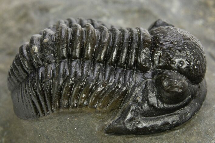 Detailed Proetid (Gerastos) Trilobite Fossil - Morocco #325835